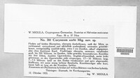 Image of Coryneum sorbi